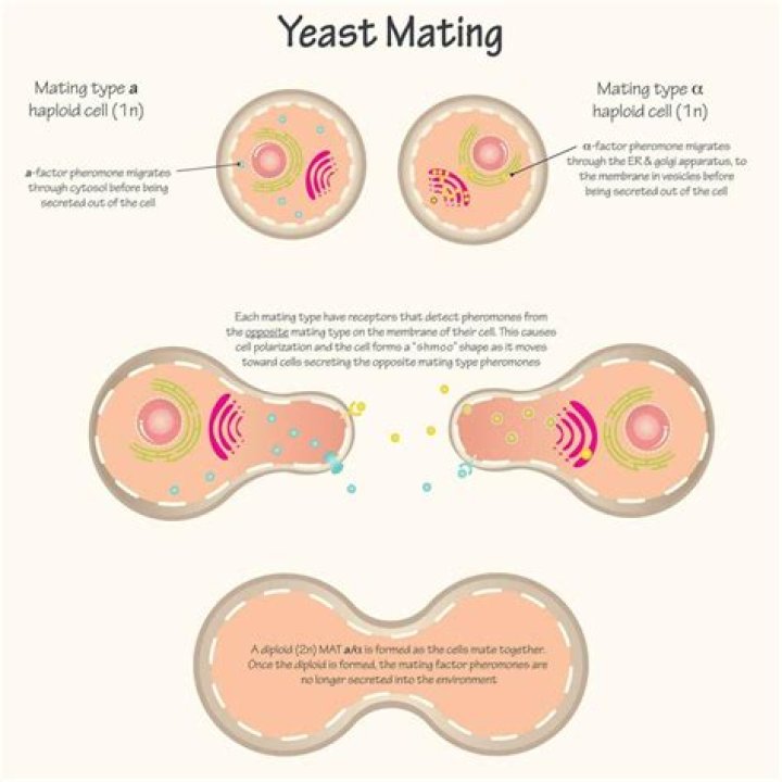 How many types of mating are there?