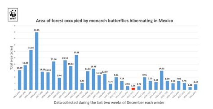 How much is a monarch butterfly worth?