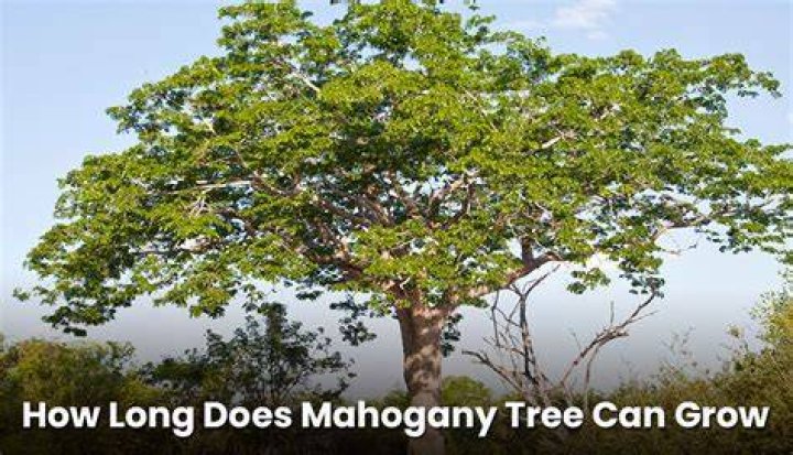 How old is Mahogany?