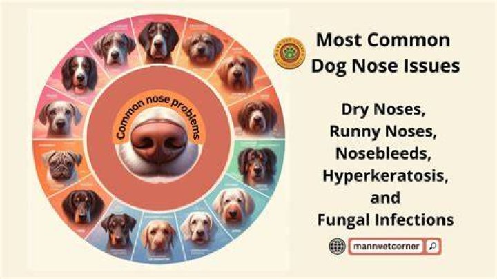 How sensitive is a dog's nose?