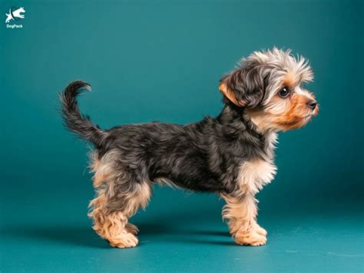 【How-to】Are yorkie poos good dogs