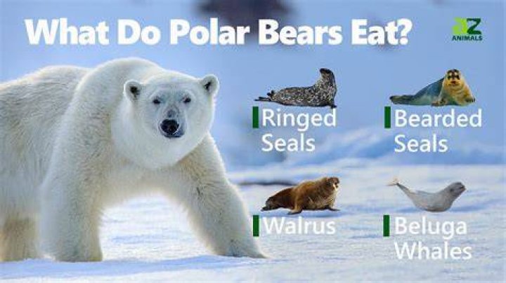 【How-to】Can a polar bear go on a safari answer