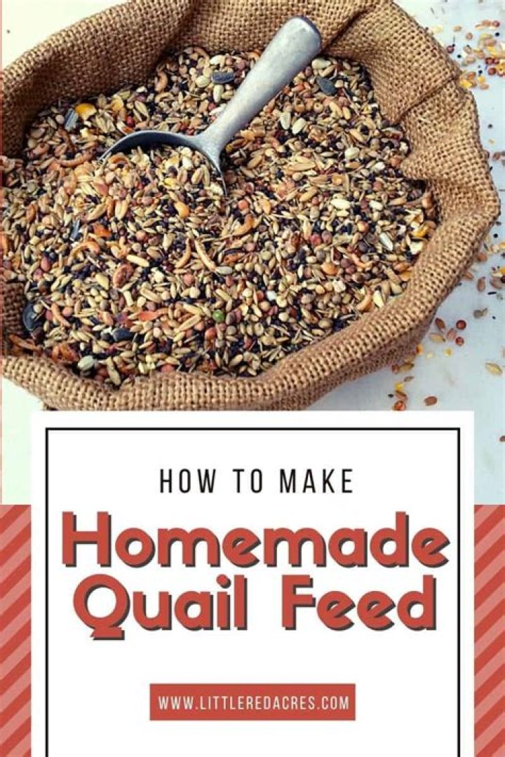 【How-to】Can i feed quail bread