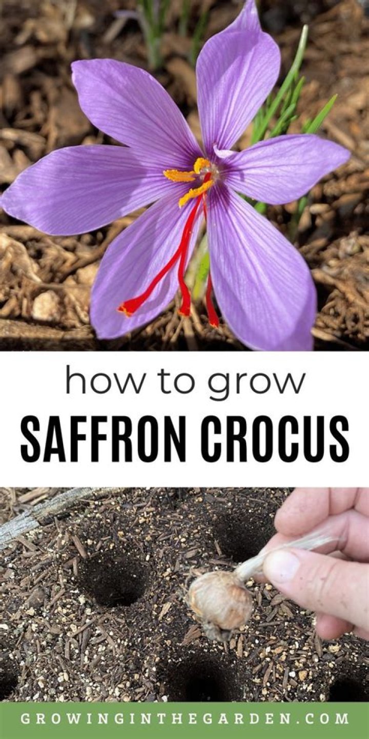 【How-to】Can you grow saffron crocus indoors
