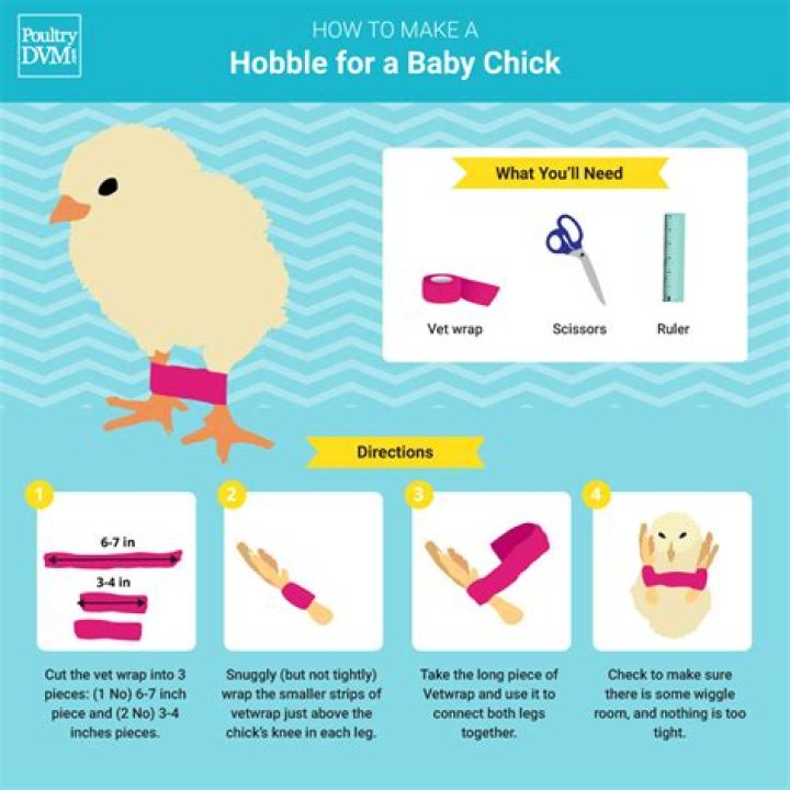 【How-to】Can you hobble a dog