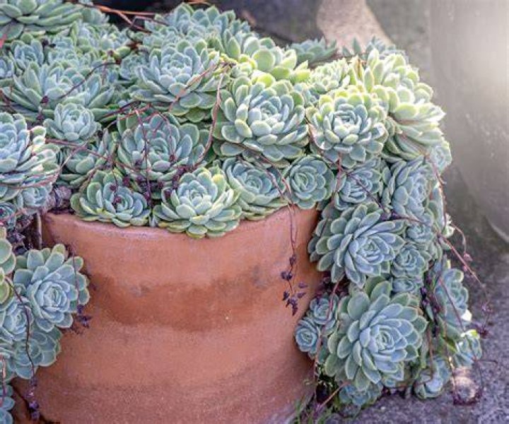 【How-to】Can you plant succulents in a pot without holes