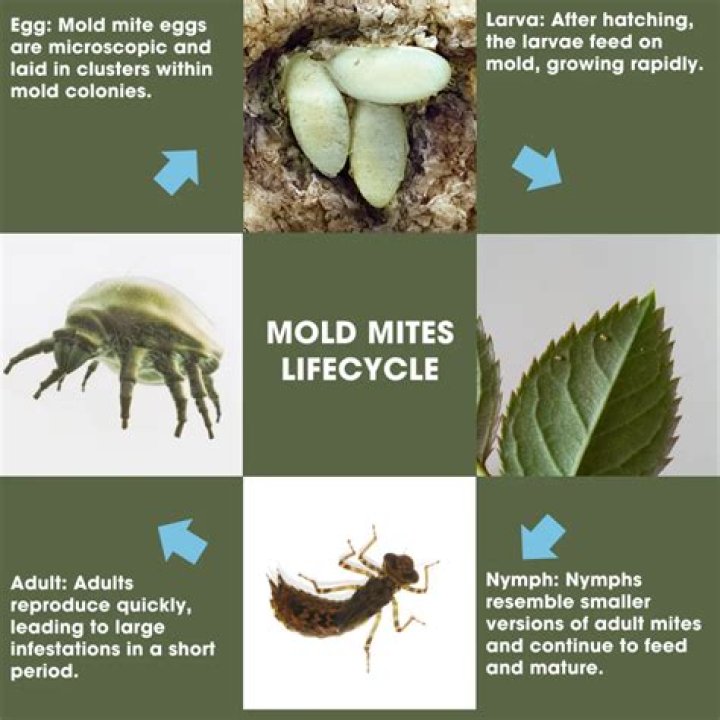 【How-to】Can you see mold mites