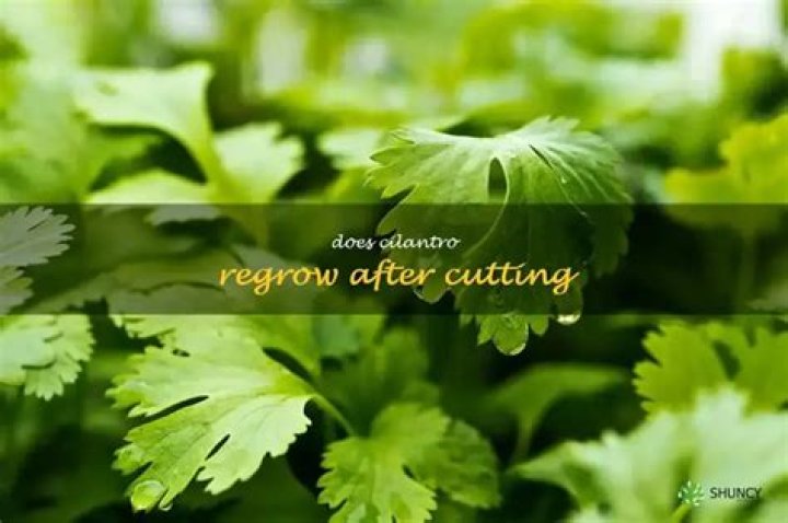 【How-to】Does cilantro regrow after cutting