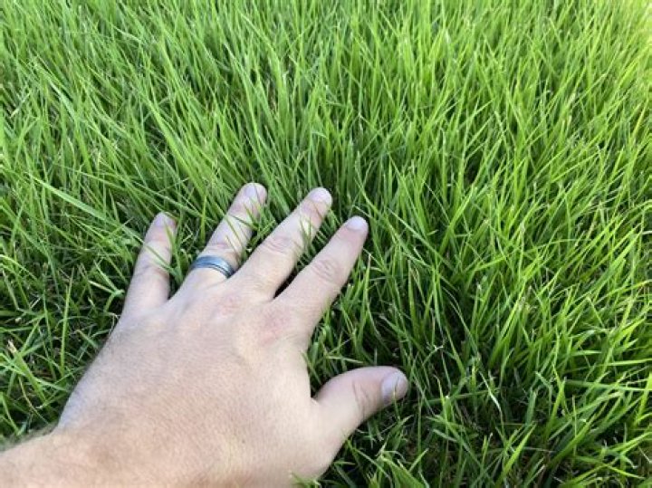 【How-to】How do you take care of emerald zoysia grass
