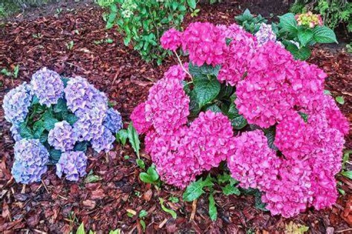 【How-to】How do you turn pink hydrangeas purple