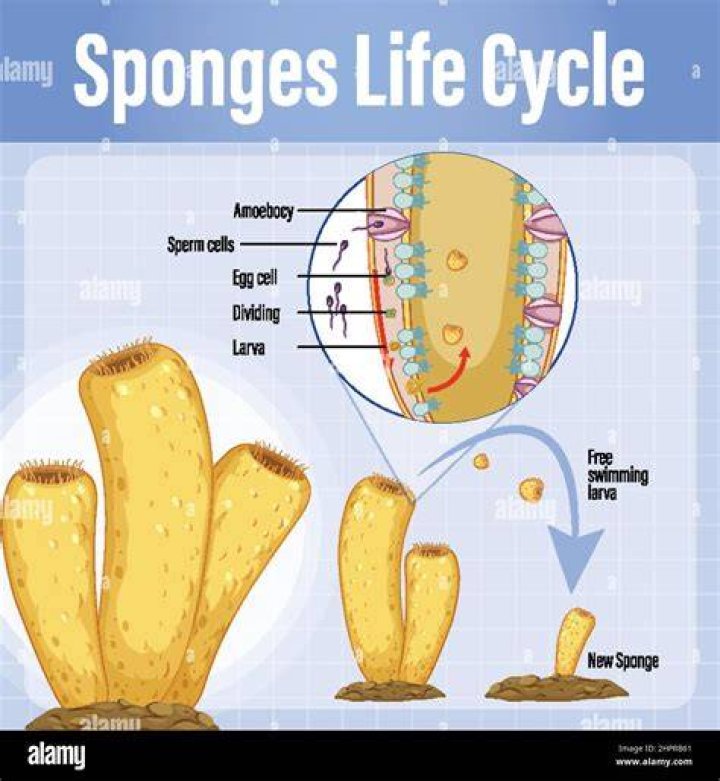 【How-to】How long do sponges live
