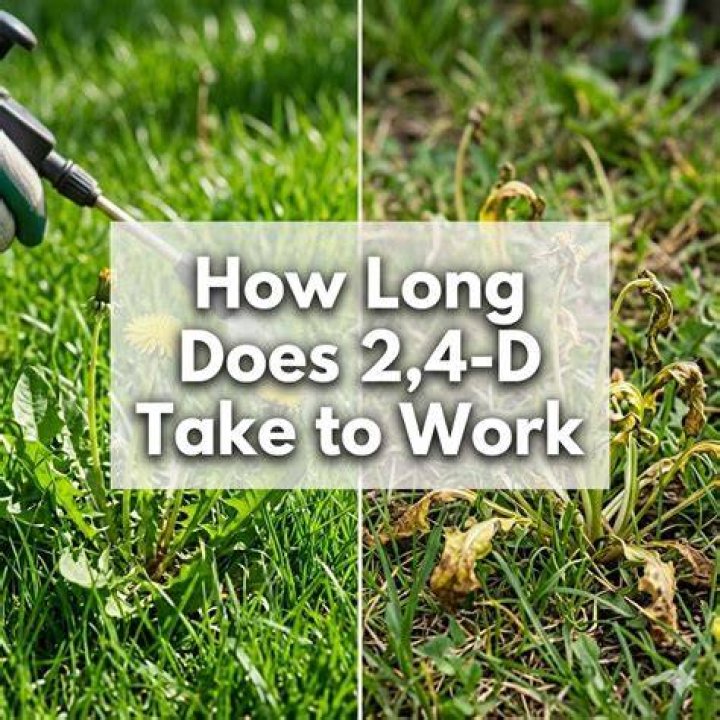 【How-to】How long does 2 4 d take to work