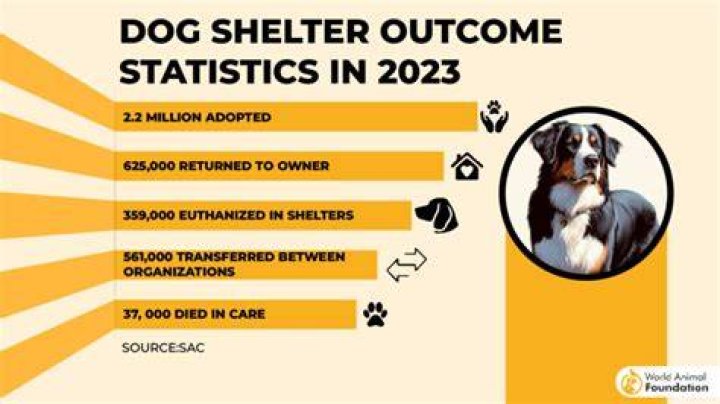 【How-to】How many dogs are euthanized each year