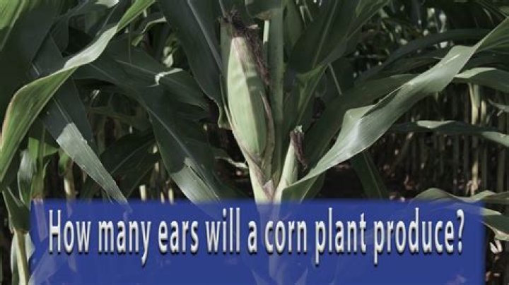 【How-to】How many ears of corn per plant
