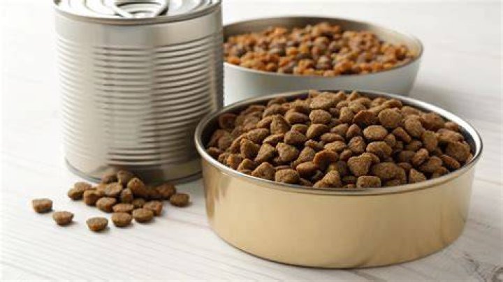 【How-to】How much canned dog food equals dry food