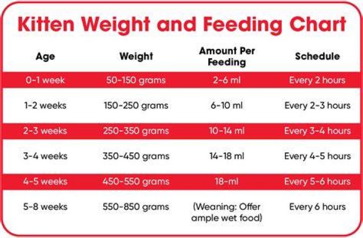 【How-to】How much should a 2 month old kitten weigh