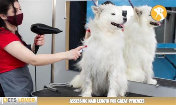 【How-to】How short can you cut a great pyrenees hair