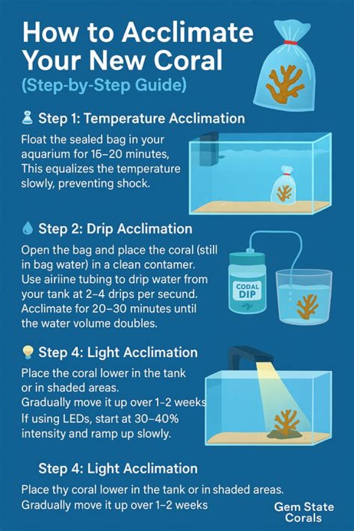 【How-to】How to Acclimate Starfish - Howto.org