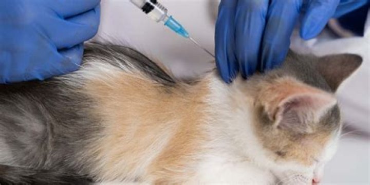 【How-to】How to Diagnose and Treat Feline Injection Site Sarcoma
