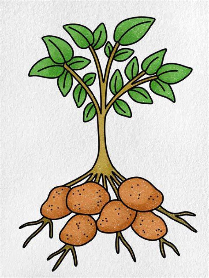 【How-to】How to draw a potato