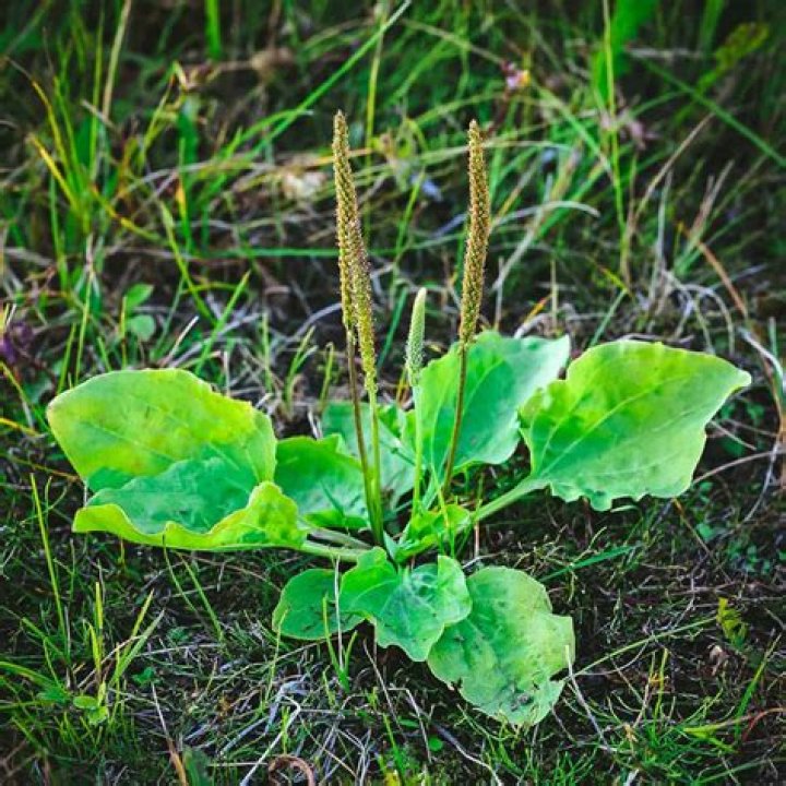 【How-to】How to Eat Plantain Leaves