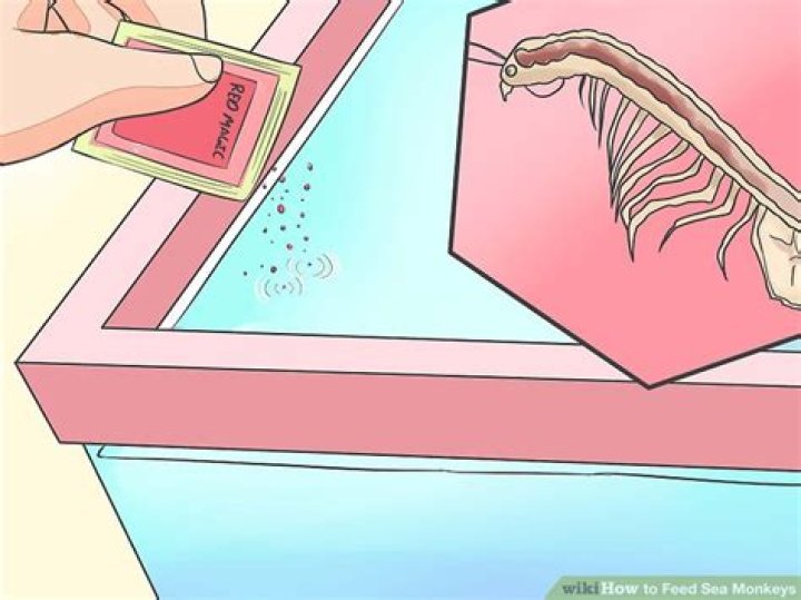 【How-to】How to Feed Sea Monkeys