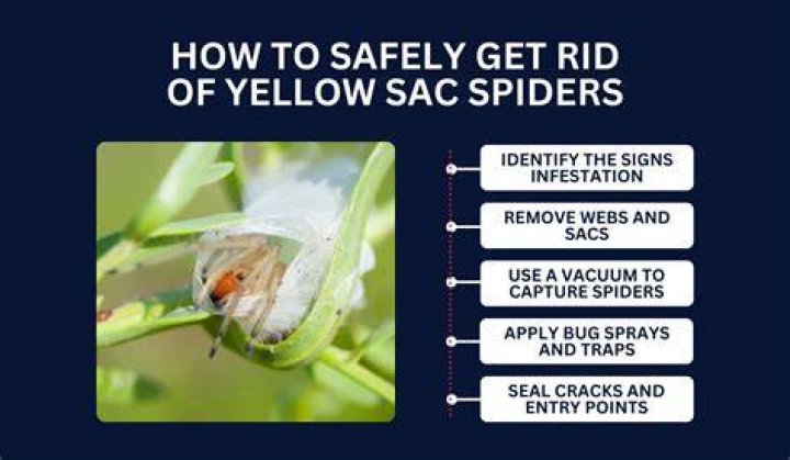 【How-to】How to get rid of yellow sac spiders