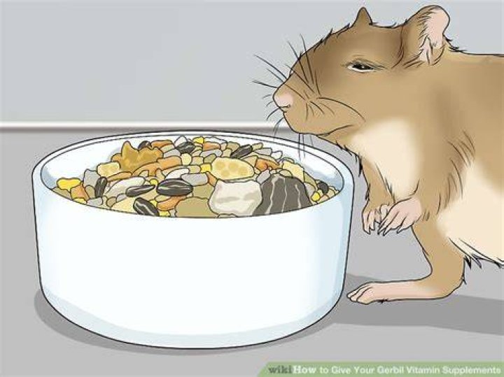 【How-to】How to Give Your Gerbil Vitamin Supplements