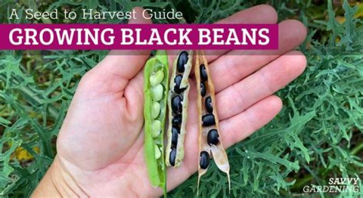【How-to】How to grow black beans