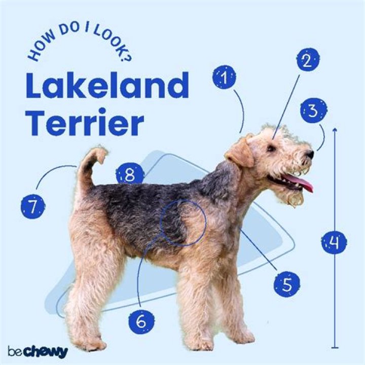 【How-to】How to Identify a Lakeland Terrier