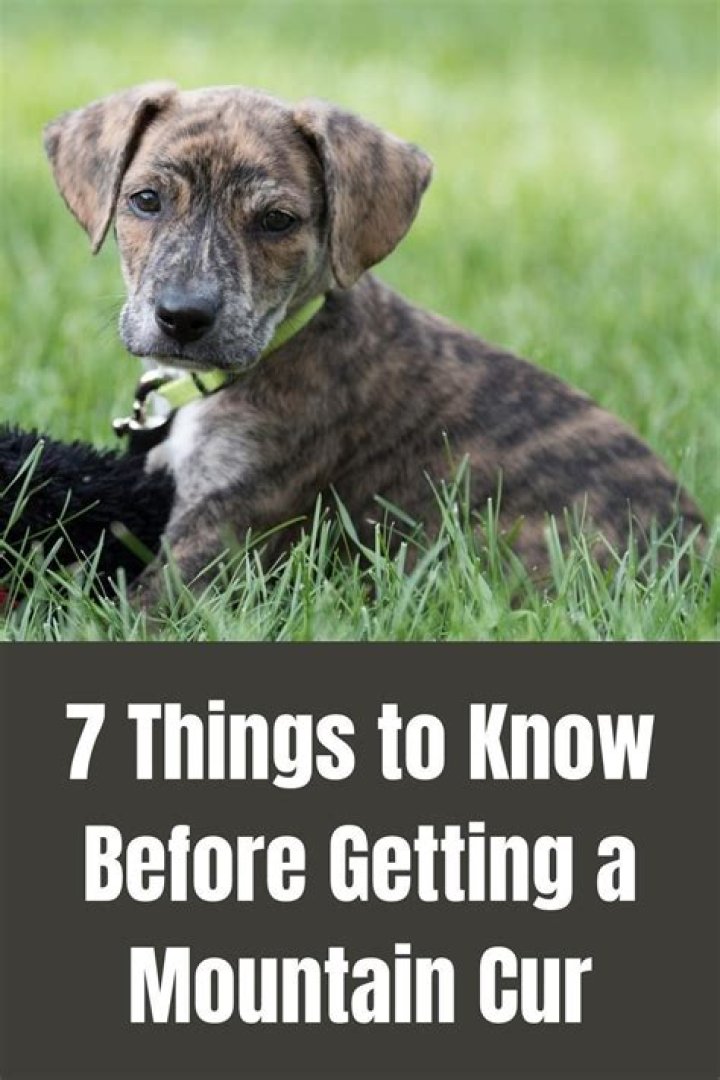 【How-to】How to Identify a Mountain Cur