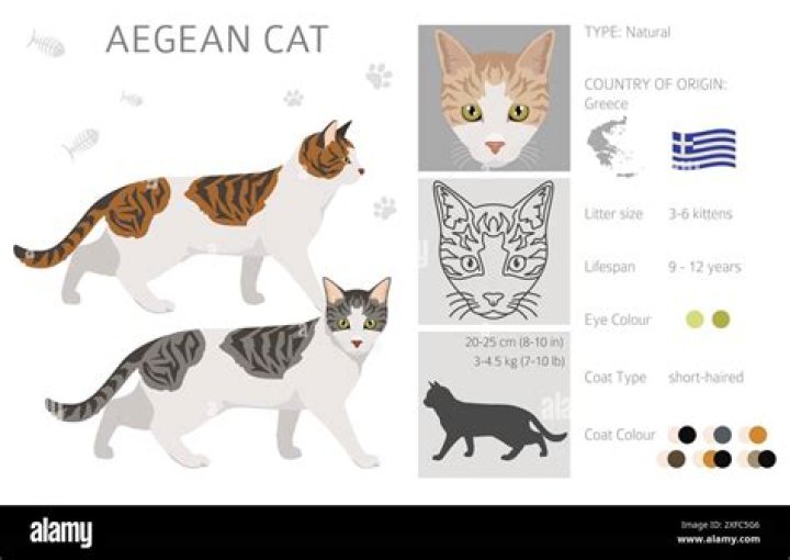 【How-to】How to Identify an Aegean Cat