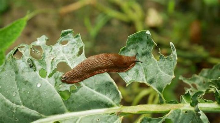 【How-to】How to Keep Garden Slugs as Pets