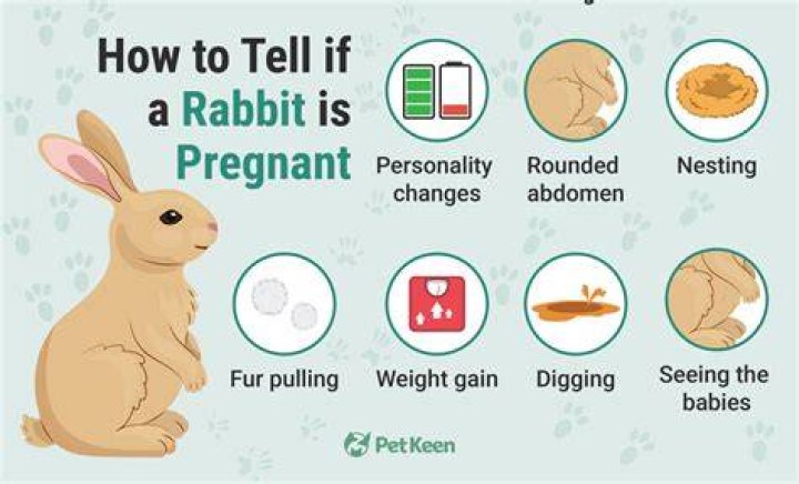 【How-to】How to Know if Your Rabbit is Pregnant