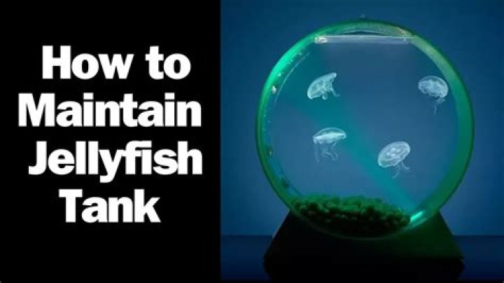 【How-to】How to Maintain a Jellyfish Tank