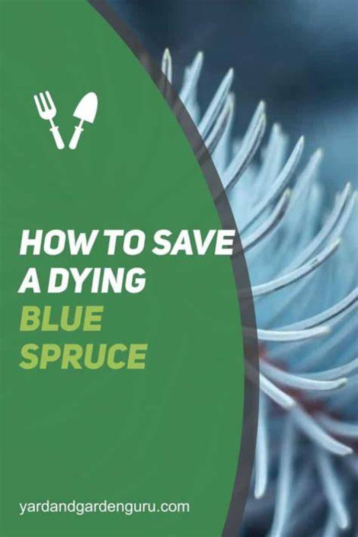 【How-to】How to save a dying blue spruce
