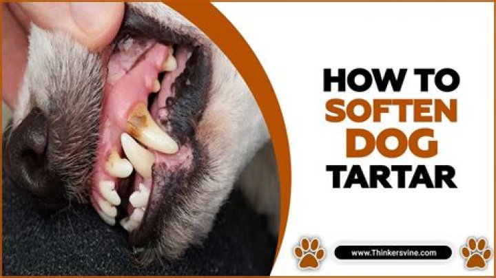 【How-to】How to soften dog tartar