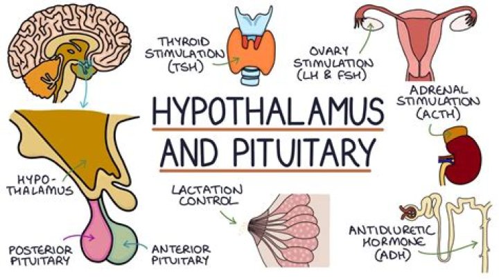 【How-to】How to Stimulate Your Pituitary Gland
