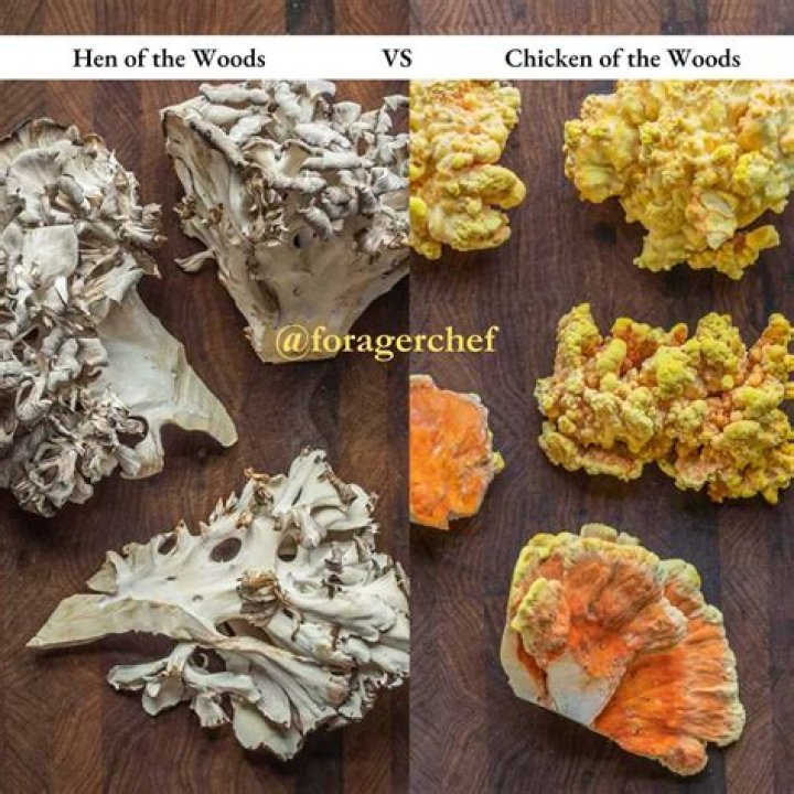 【How-to】How to store chicken of the woods