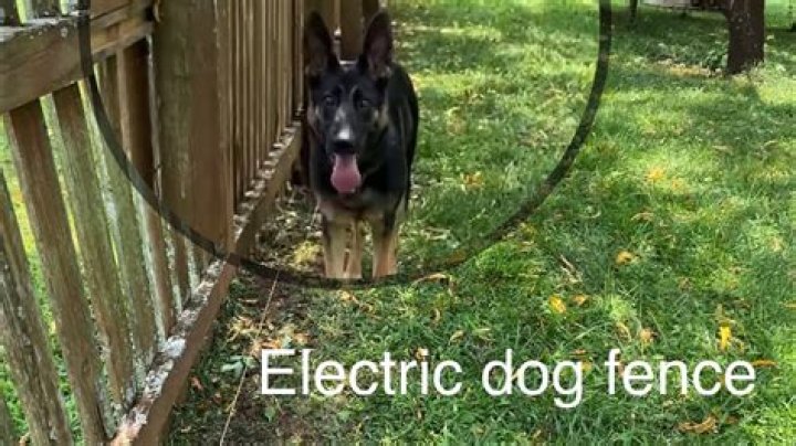【How-to】How to Train a Dog to Use an Electric Fence