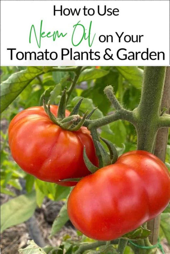 【How-to】How to use neem oil on tomato plants