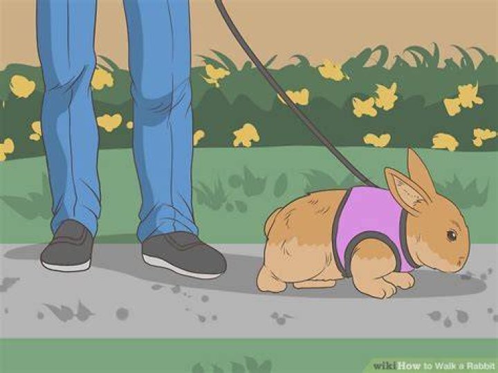 【How-to】How to Walk a Rabbit