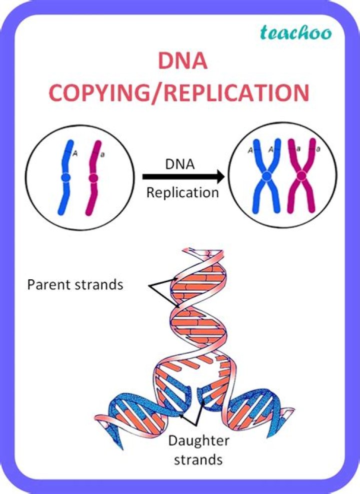 【How-to】Is dna copied during replication
