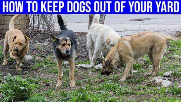 How to Keep Dogs Out of the Garden: 8 Tips