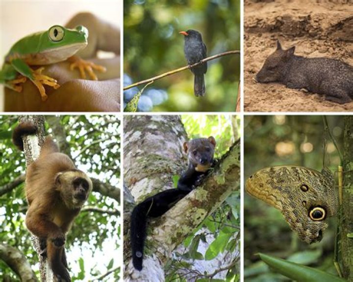 【How-to】What animals live in a mixed forest