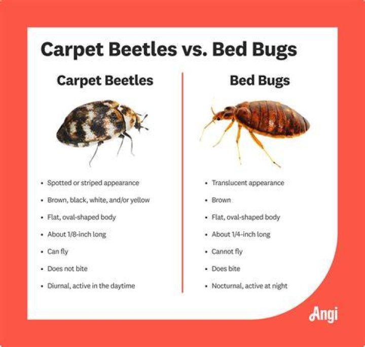 【How-to】What bugs eat wisteria leaves