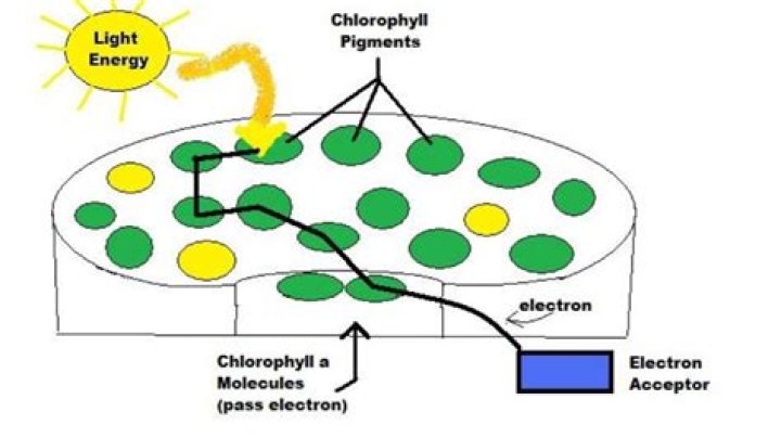 【How-to】What cell part contains chlorophyll a green pigment that traps energy from sunlight
