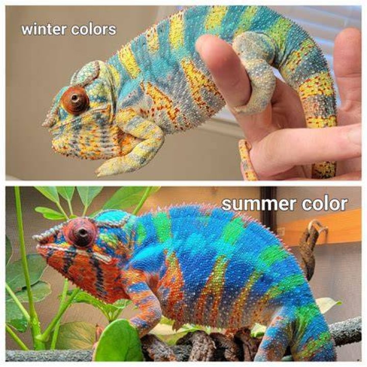 【How-to】What color do chameleons turn when they are stressed