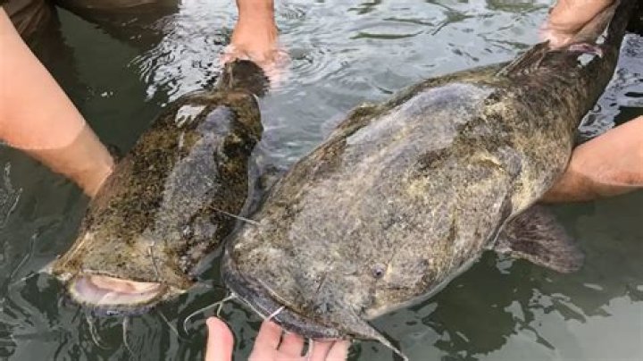 【How-to】What do catfish eat - Howto.org