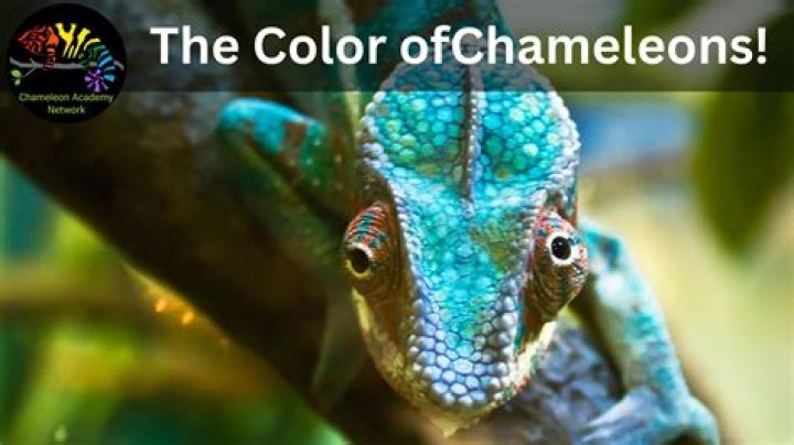 【How-to】What do chameleons taste like